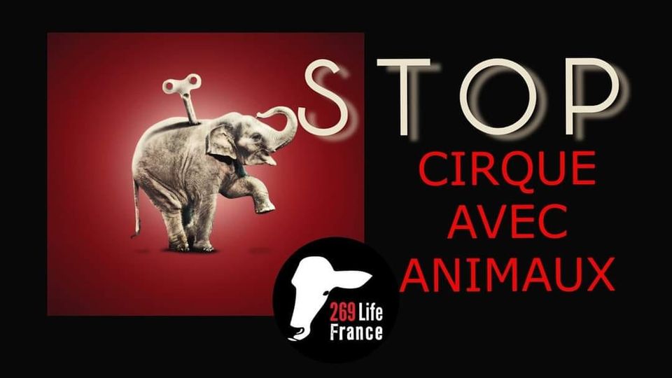 Image d'un éléphant avec l'inscription STOP CIRQUE AVEC ANIMAUX et le logo 269 Life France