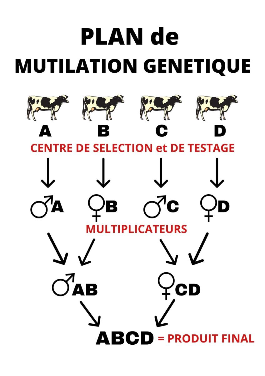 PLAN-de-mutilation-genetique