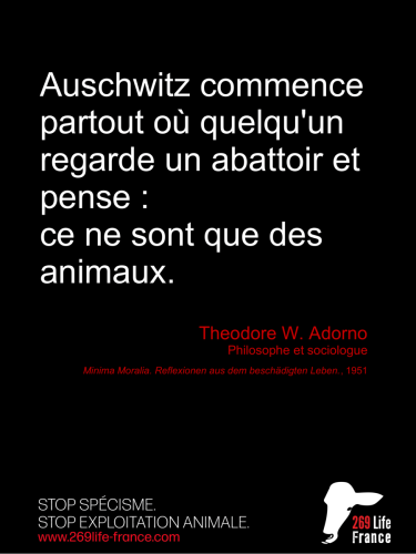 002-Adorno-1